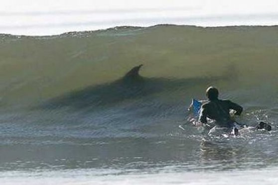 dangerous-sharks-surfing-funny-picture.jpg