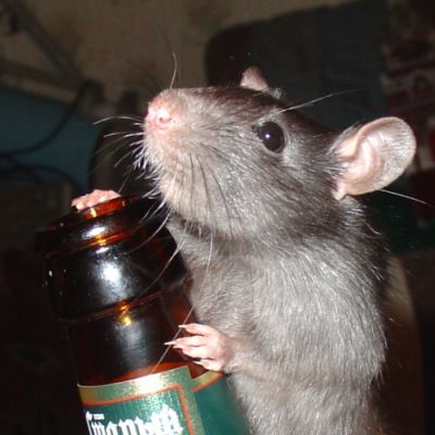 20041212_rat2.jpg