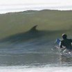 dangerous-sharks-surfing-funny-picture.jpg