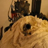 motor_renovering_005.jpg
