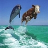 7_Cowdolphin_2.jpg